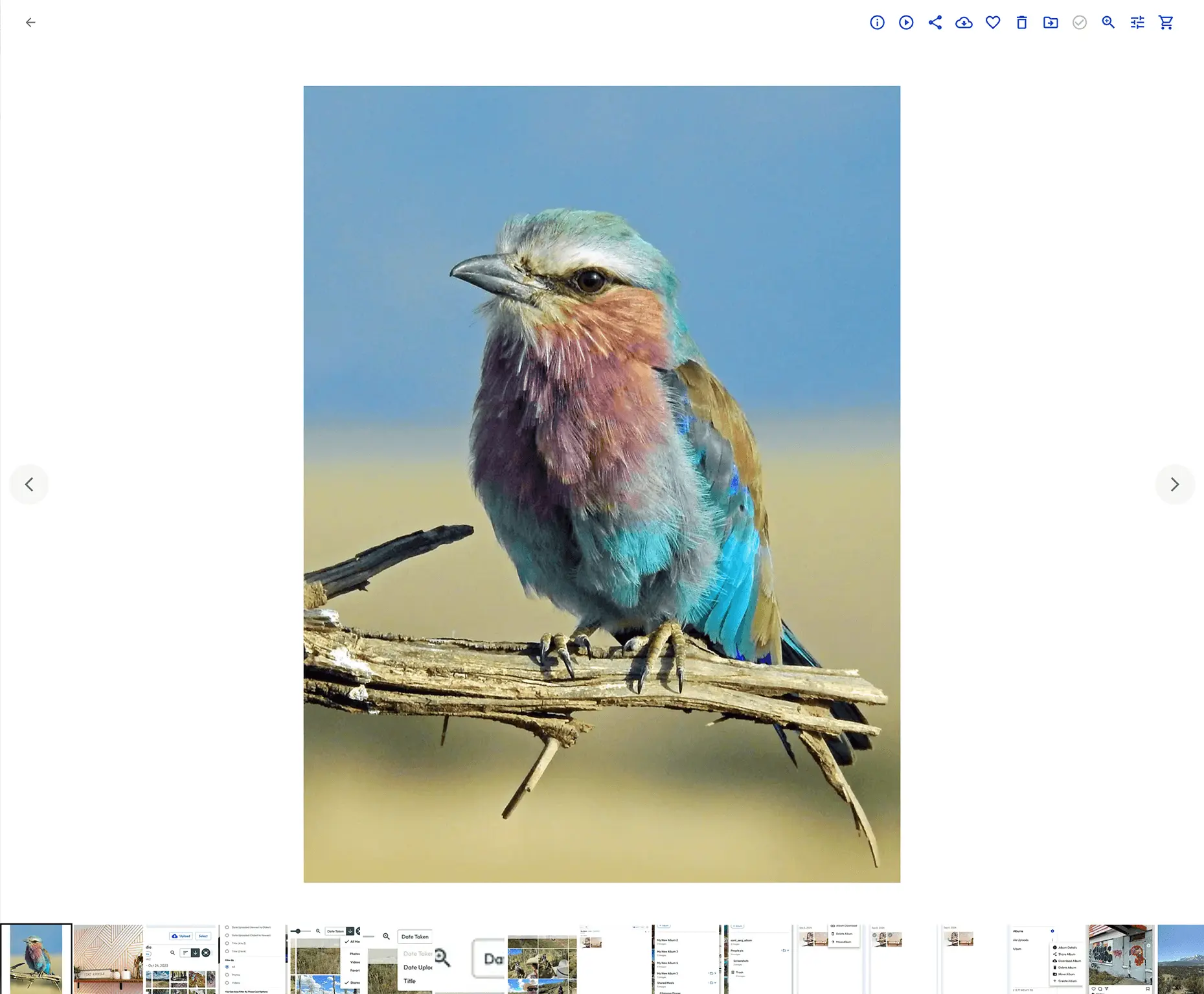 Single-photo lightbox view